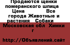 Продаются щенки померанского шпица › Цена ­ 45 000 - Все города Животные и растения » Собаки   . Московская обл.,Химки г.